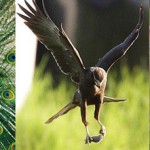 Voir, pouvoir, avoir : être fort comme Dieu dans le combat spirituel