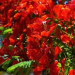 « Béni sois-tu Seigneur pour ton Eglise catholique »