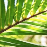 Dimanche des Rameaux et de la Passion – Carême en Ligne 2015