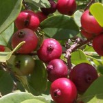 Bon arbre et bon fruit – Chemin de Carème