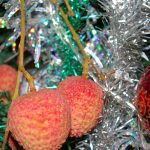 Nativité du Seigneur Jésus-Christ – Joyeux Noël !