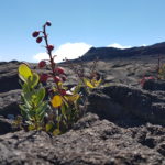 « Choisis la vie ! »  – Chemin de carême 2018