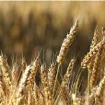 Le grain de blé – Chemin de carême 2018