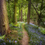 Les deux sources de la petite voie chez Léonie. – Chemin de l’Avent 2018