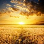 « Nous avons reçu de notre illustre Seigneur le blé de la foi… » – Chemin de l’Avent 2018