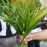 Dimanche des rameaux et de la passion de notre seigneur Jésus-Christ selon St Luc (22, 14- 23, 56)