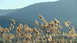 Je répondais, caché dans l’orage